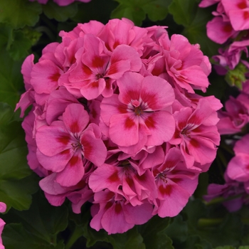 Geranium, Zonal Geranium, Zonal