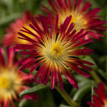 Iceplant