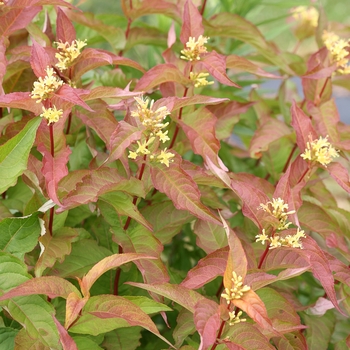 Kodiak&reg; Bush Honeysuckle
