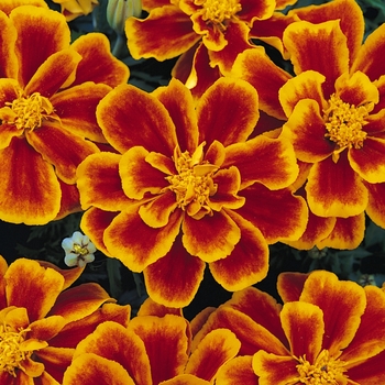 Durango&reg; Dwarf Anemone French Marigold