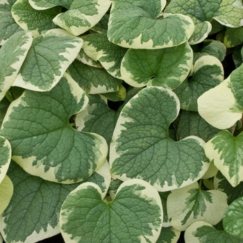 Heartleaf Brunnera