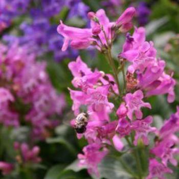 Beardtongue