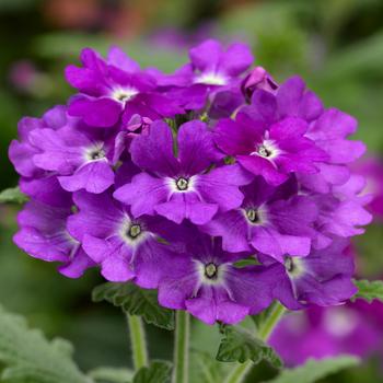 Lanai® 'Purple' Lanai® 'Purple'