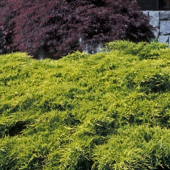 Sea Of Gold&reg; Juniper