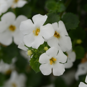 MegaCopa&trade; White