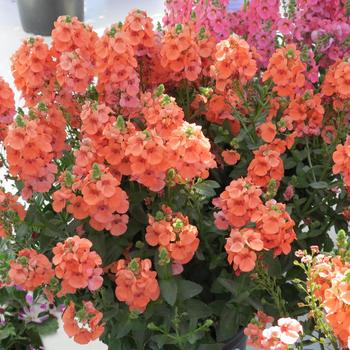 Sundiascia&reg; Upright Peach