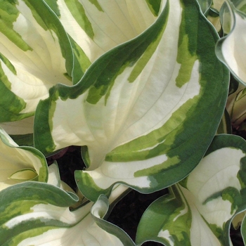 Plantain Lily