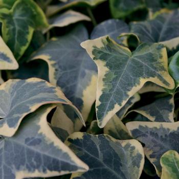 Ivy Vine (English Ivy)
