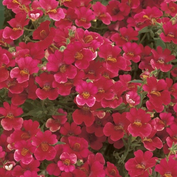 Sunsatia® Cranberry Sunsatia® Cranberry