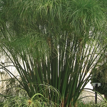 Graceful Grasses&reg; King Tut&reg;