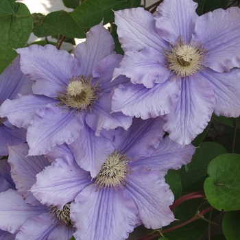 Clematis Clematis