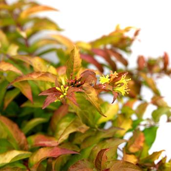 'Firefly™' Bush-honeysuckle 'Firefly™' Bush-honeysuckle
