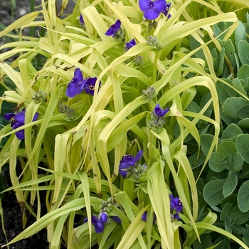 Spiderwort