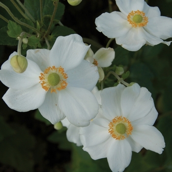 Windflower