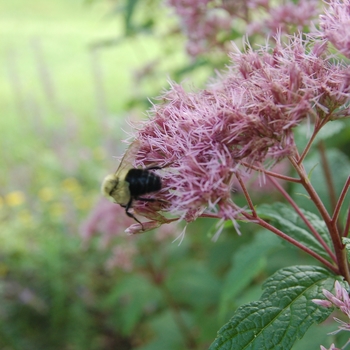 Joe Pye Weed