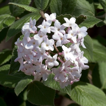 Korean Spice Viburnum Korean Spice Viburnum