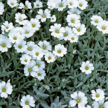 Snow-in-Summer