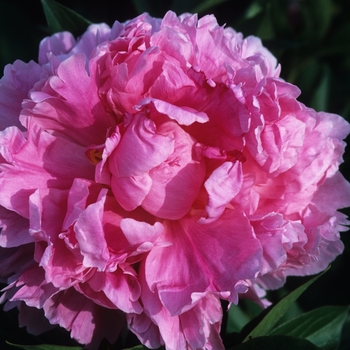 Garden Peony