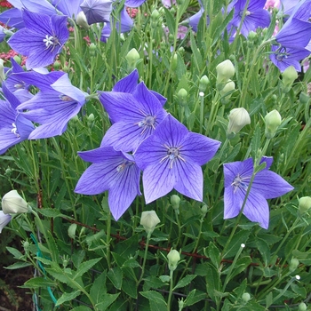 Balloon Flower