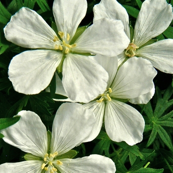 Cranesbill Cranesbill