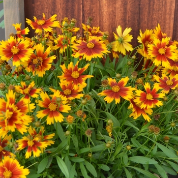 Tickseed Tickseed