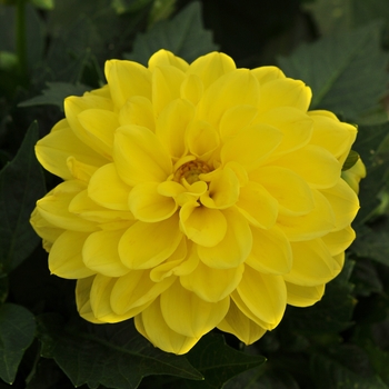 Dahlietta&reg; Julia