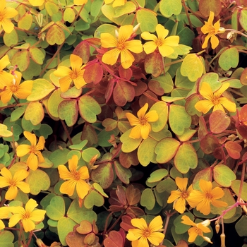 Oxalis 