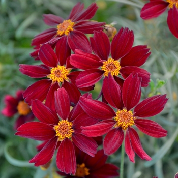 Tickseed