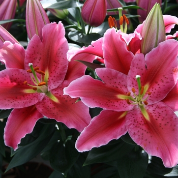 Oriental Lily Oriental Lily