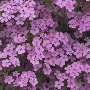 Soapwort