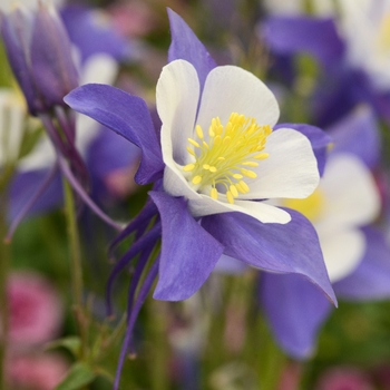 Columbine