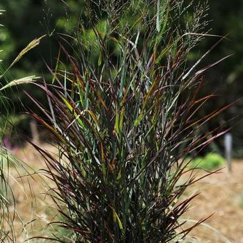 Switch Grass