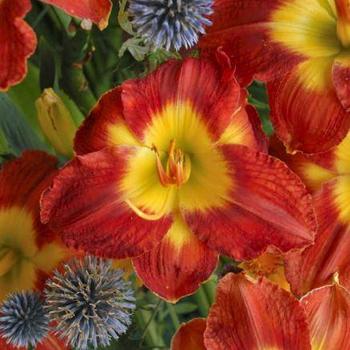 Daylily Daylily