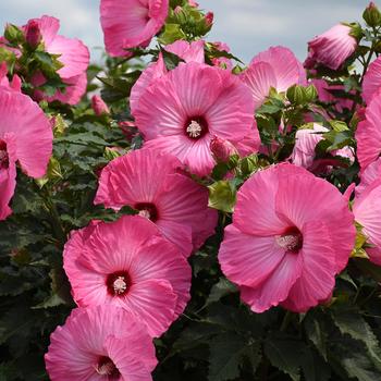 Rose Mallow