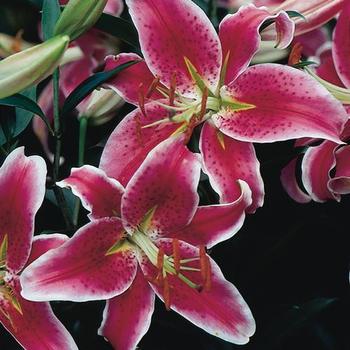 Oriental Lily
