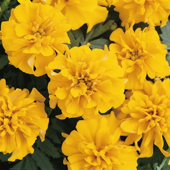 Marigold Marigold