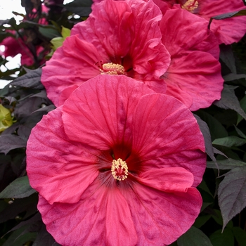 Summerific® 'Evening Rose' Summerific® 'Evening Rose'