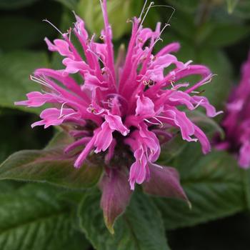 Bee Balm Bee Balm