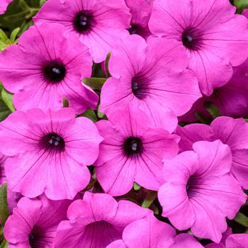 Supertunia Vista® Jazzberry® Supertunia Vista® Jazzberry®