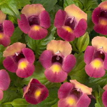 Magenta Moon&trade; Wishbone Flower