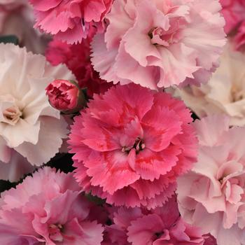 DiaDeur&trade; Pink Shade