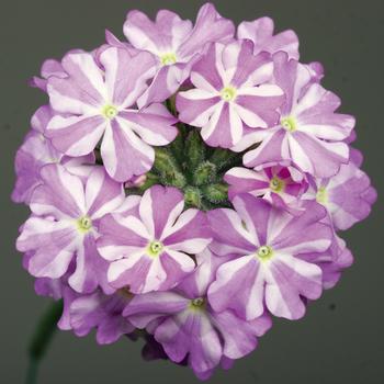 Verbena  Verbena