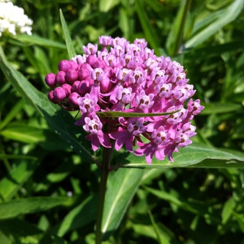 Swamp Milkweed