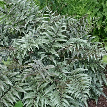 Painted Fern Painted Fern