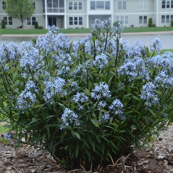 Amsonia 'Storm Cloud' Amsonia 'Storm Cloud'