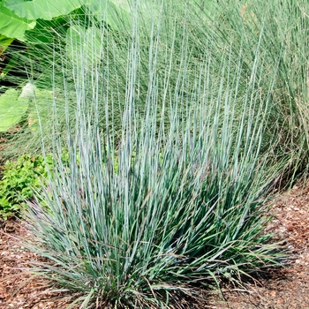 Little Bluestem