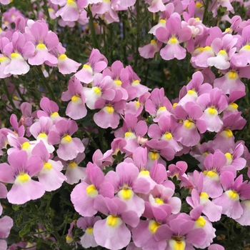Aromance™ Pink Aromance™ Pink
