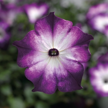 Petunia 
