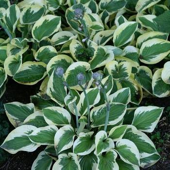 Plantain Lily