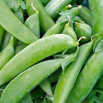 Pea Pea